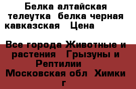 Белка алтайская телеутка, белка черная кавказская › Цена ­ 5 000 - Все города Животные и растения » Грызуны и Рептилии   . Московская обл.,Химки г.